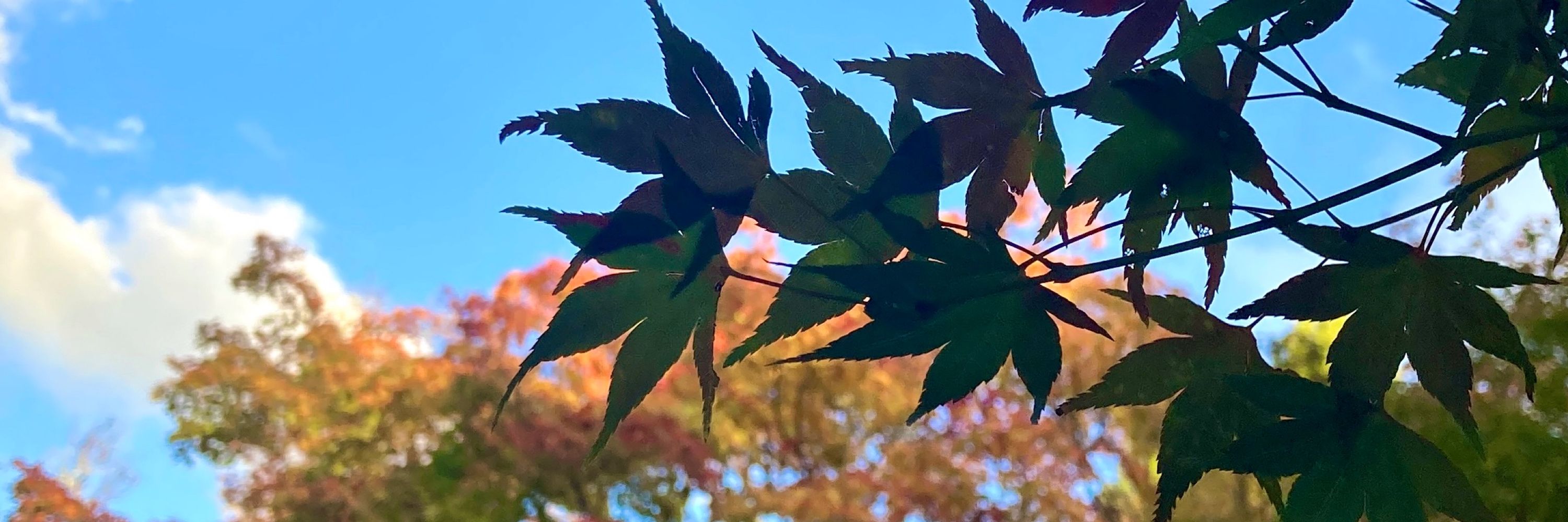 虹色のたくあんⅡ世