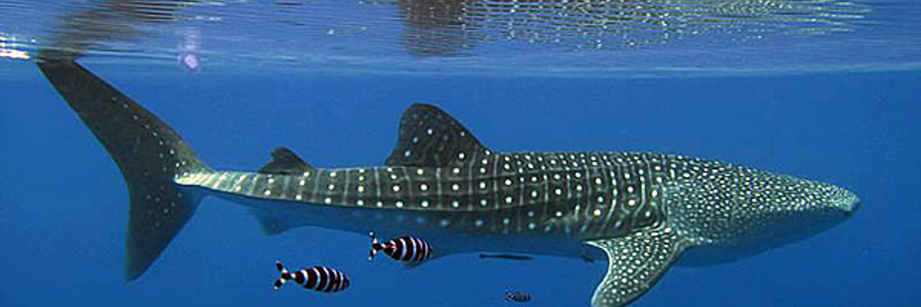 A Talking Shark