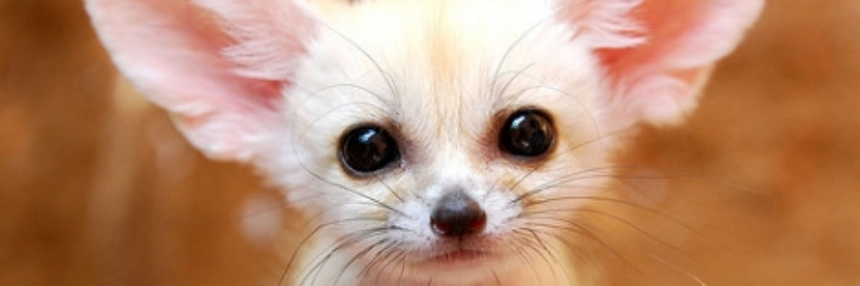 foxtoad