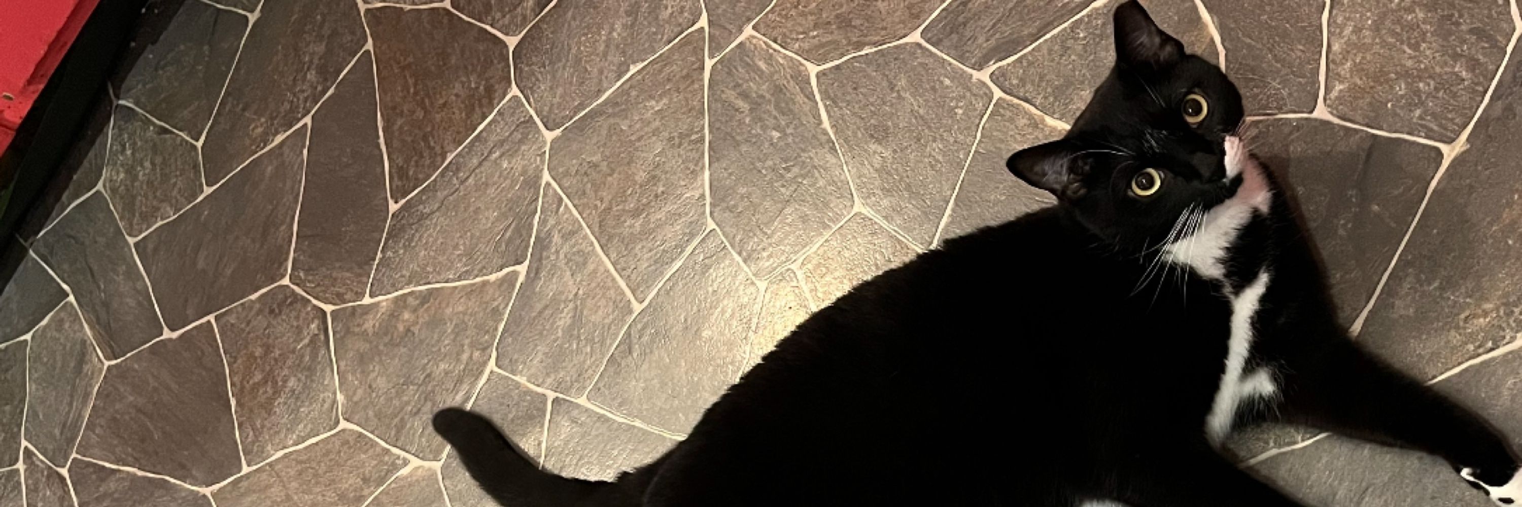 TAZ-Y