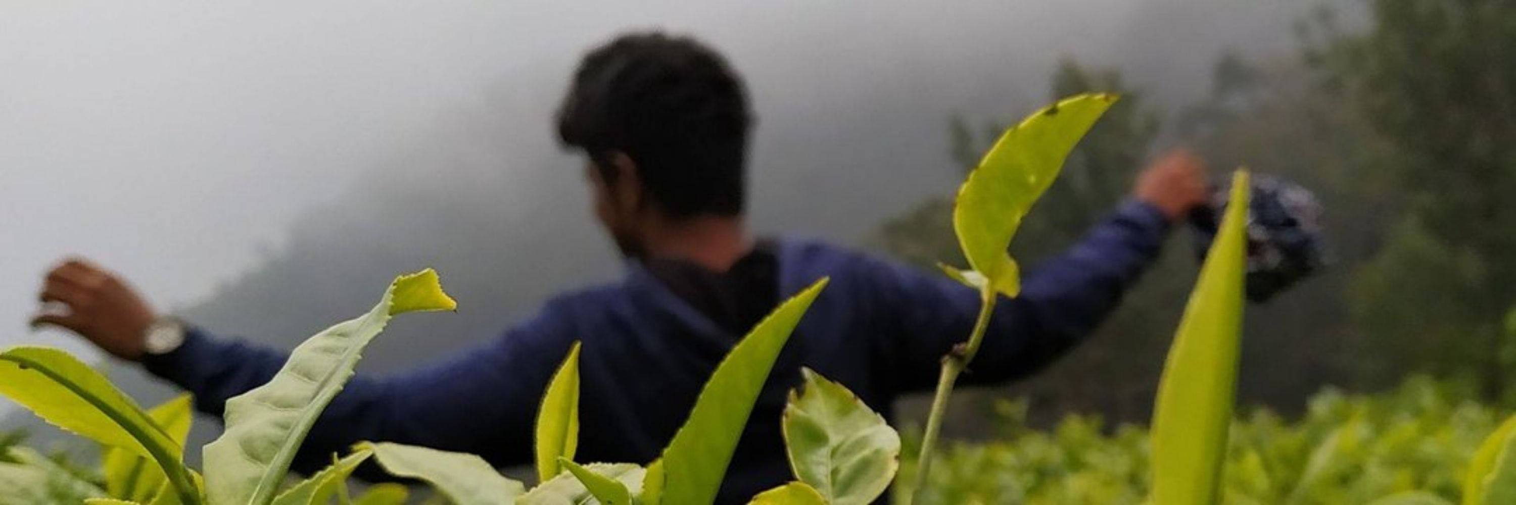 Arjun Aji Reeja