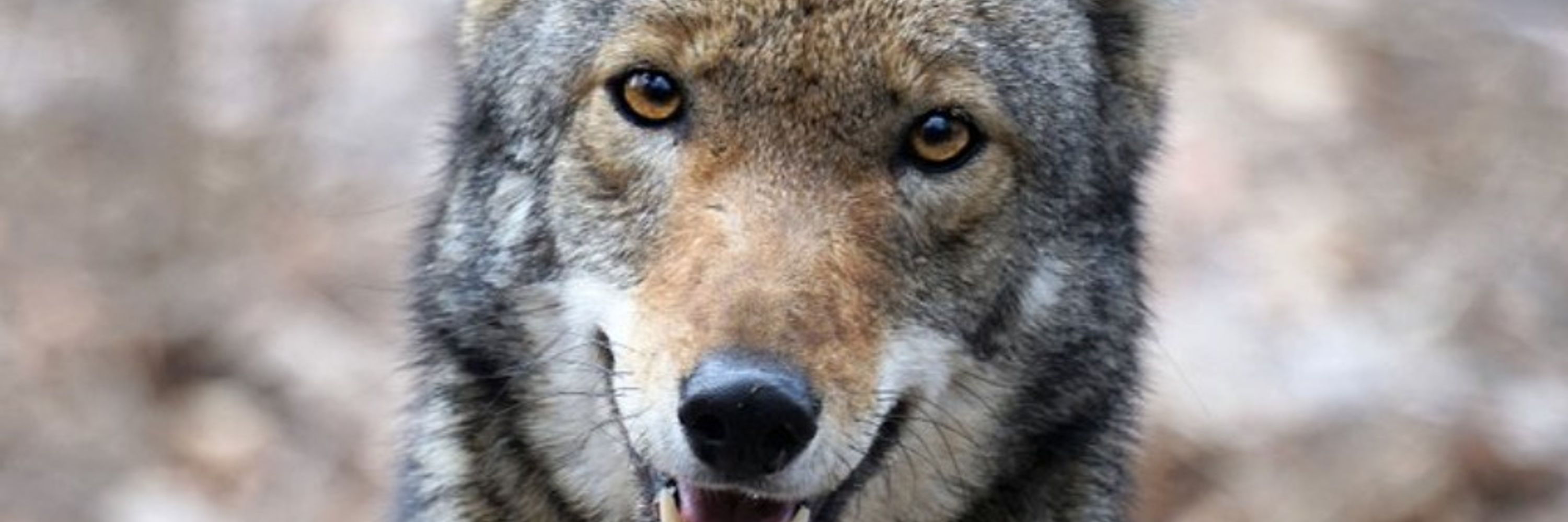 YULE Coyote/wrongsidefox