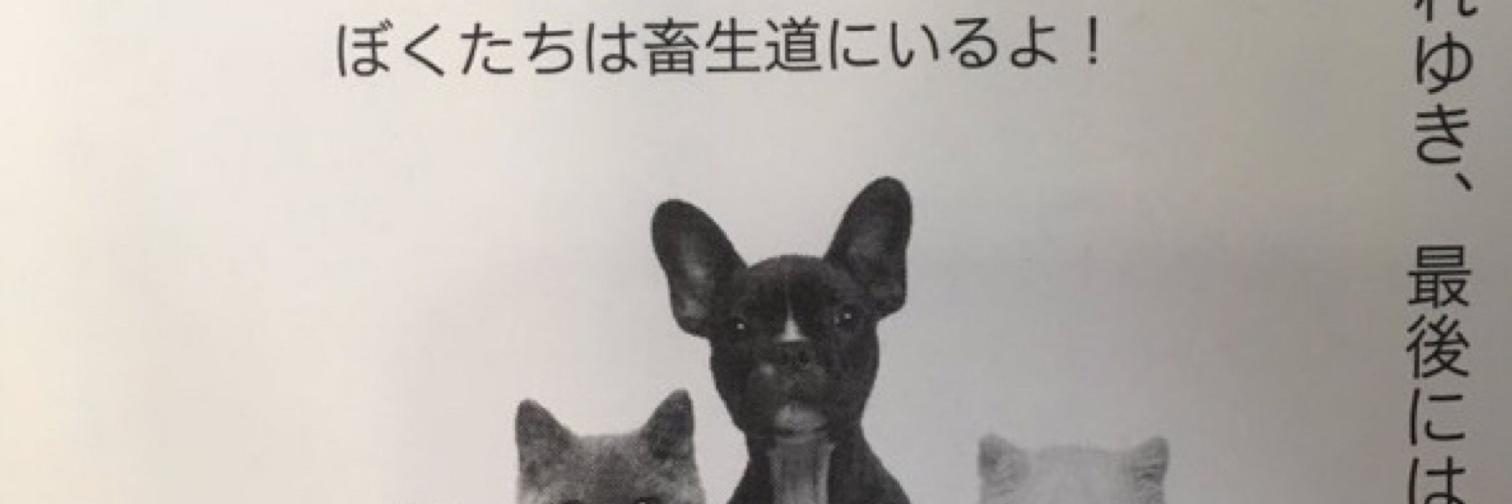 ちまごいち