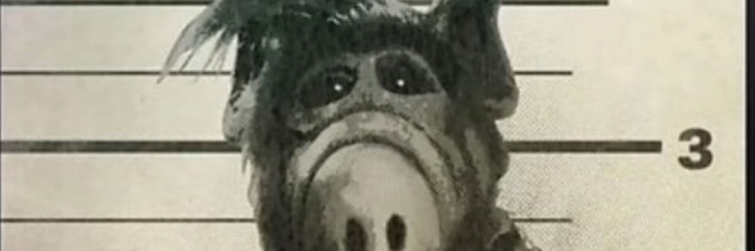 ZamboniBaloney