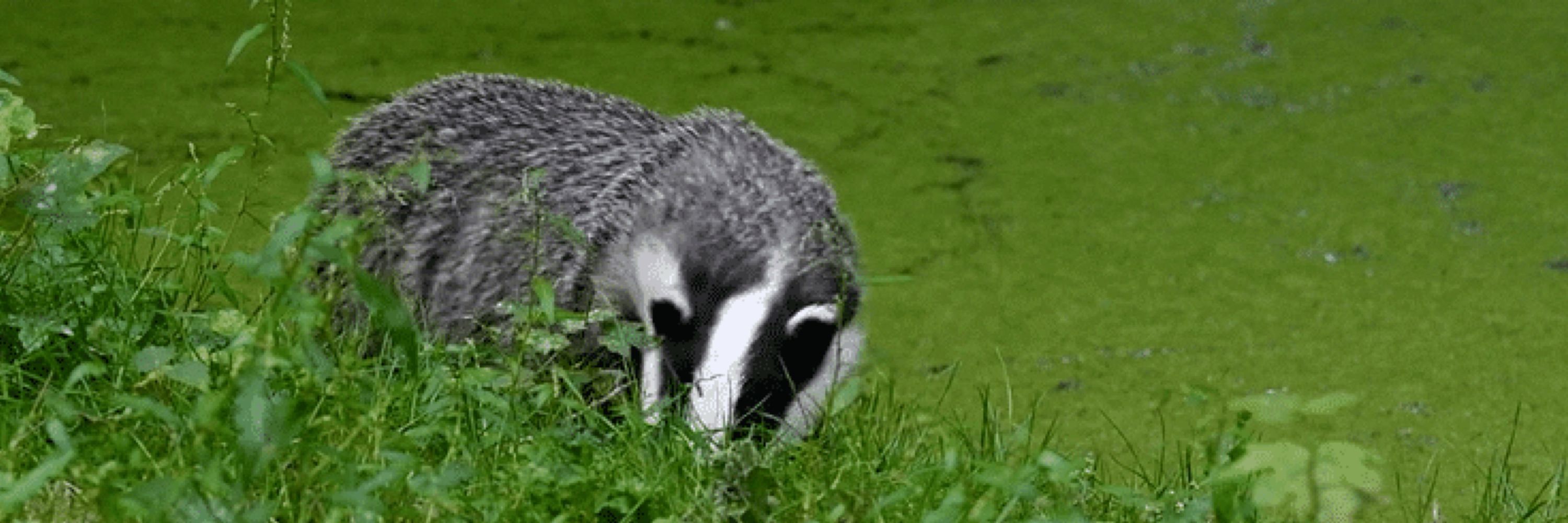 Blitz the Birthday Badger