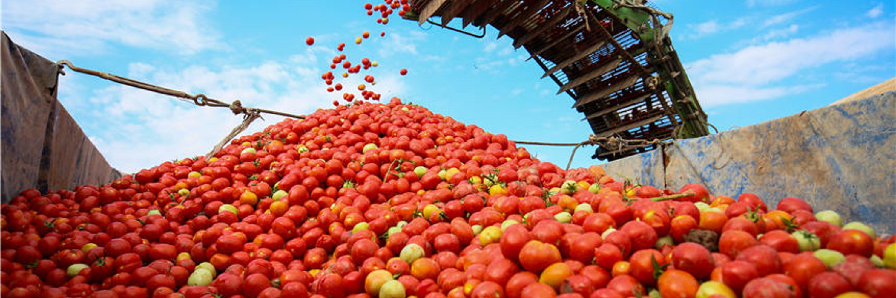 Tomato Lane