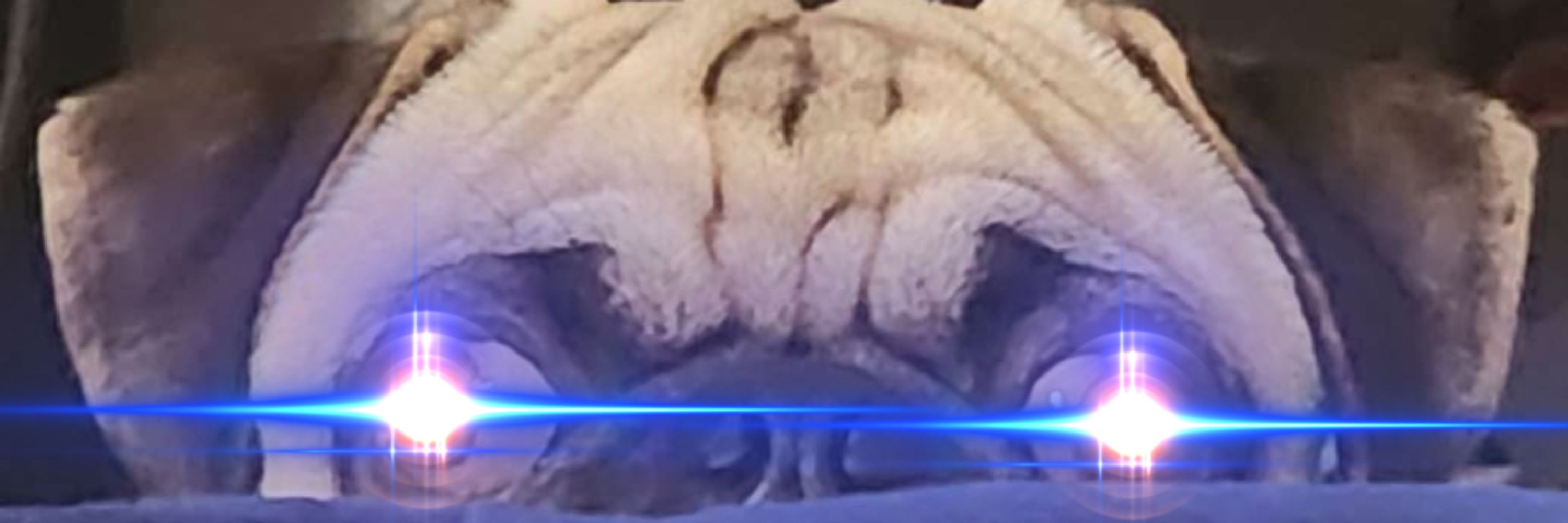 ⚙️Gear Cerberus