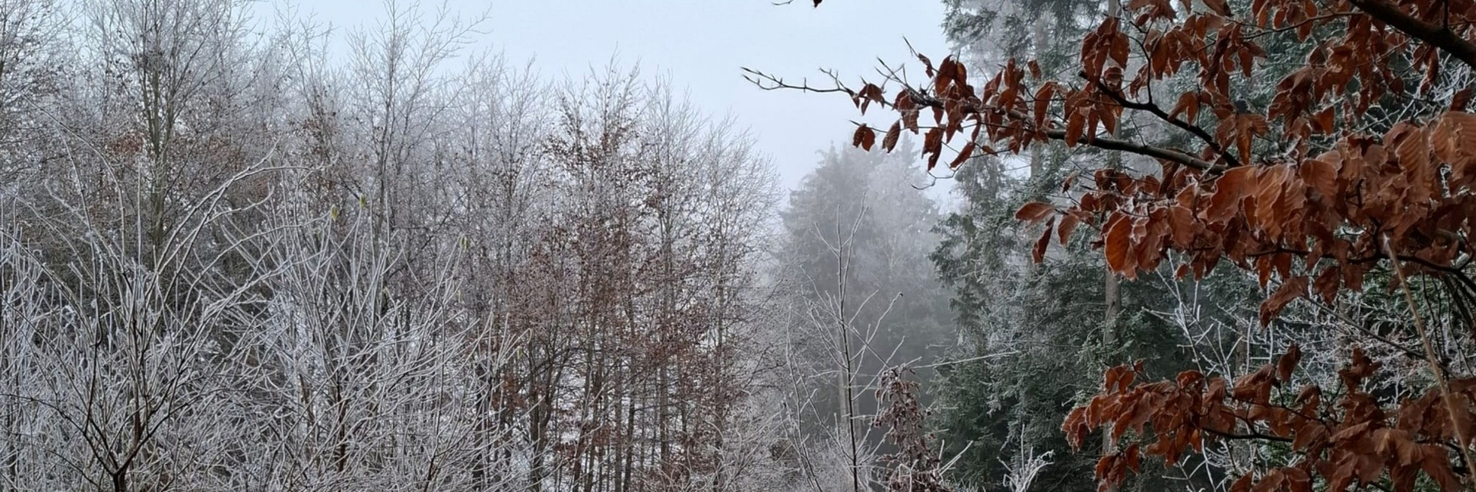 Yule Forrest