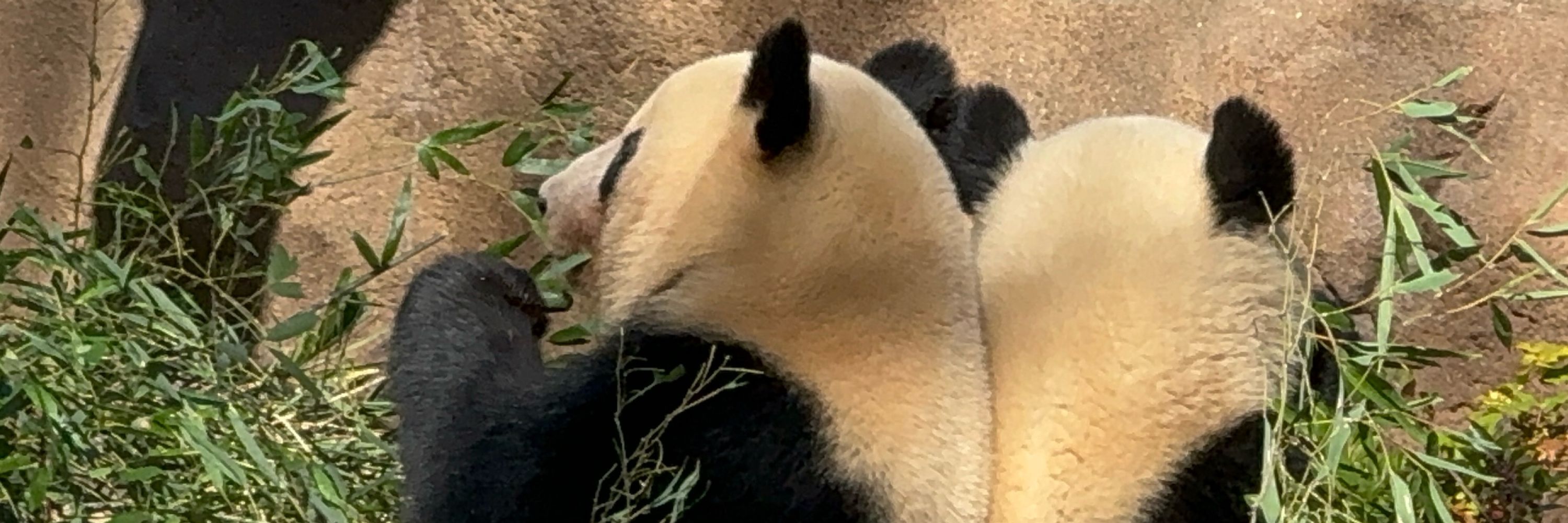 ﾓｯ