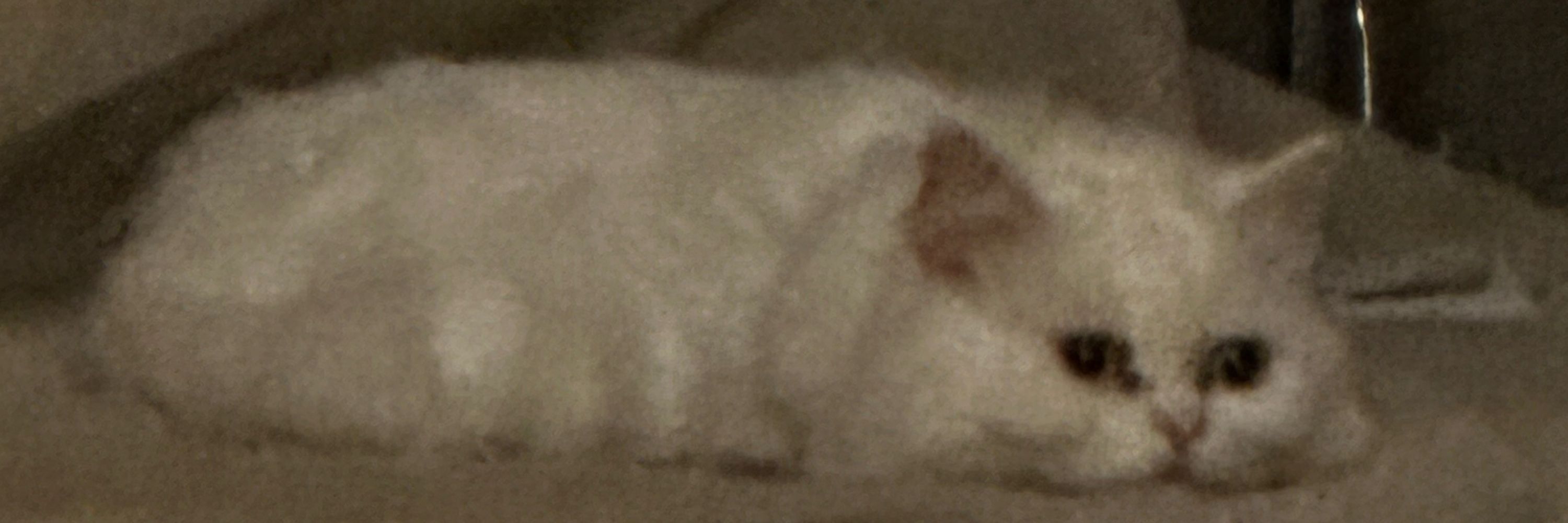 데생