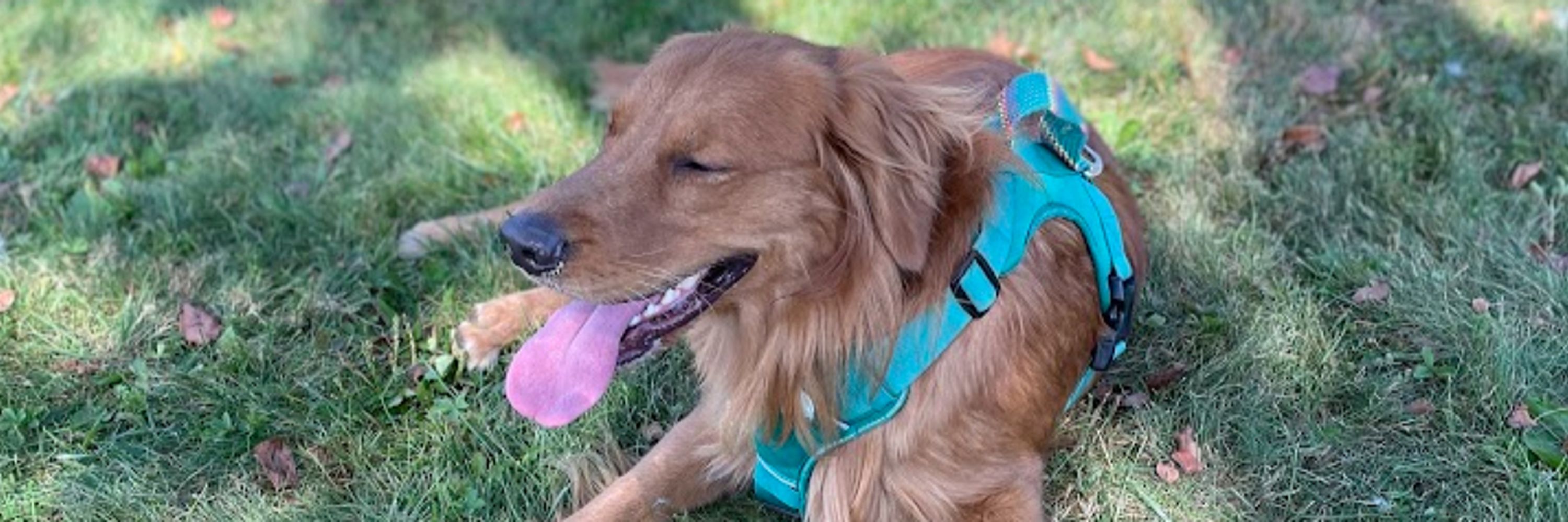 Yogi the Golden Retriever