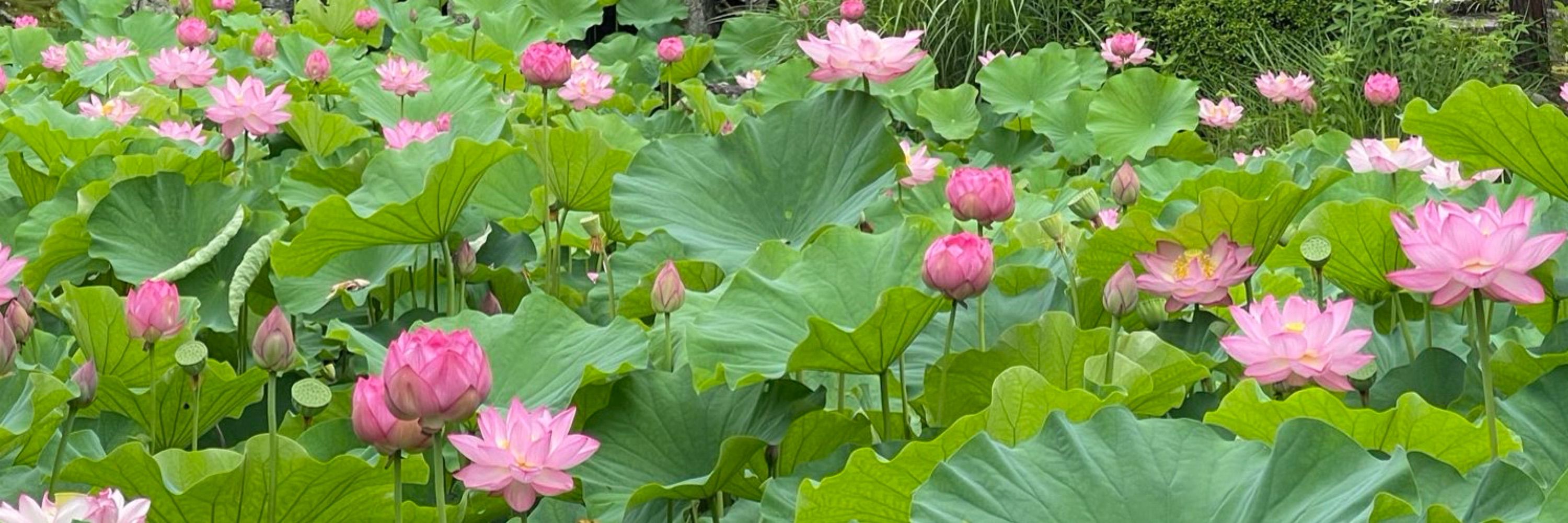 天鏡湖
