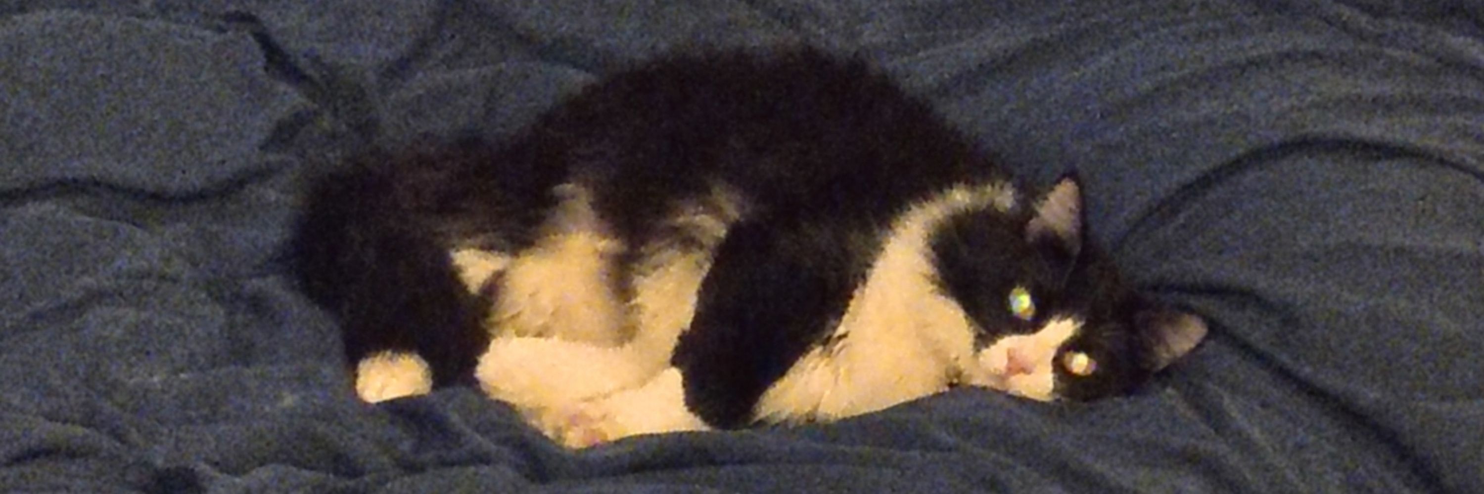 ( ' o ')