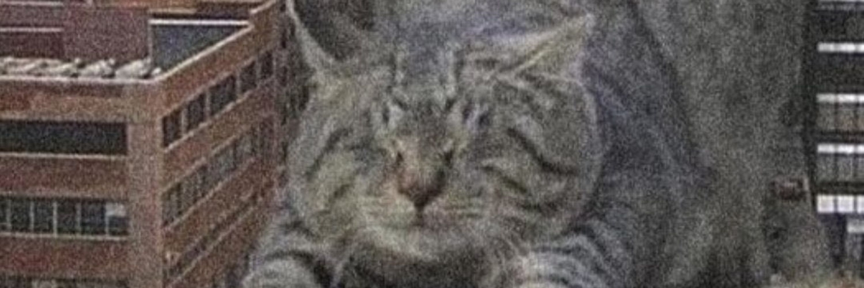 Tabby!