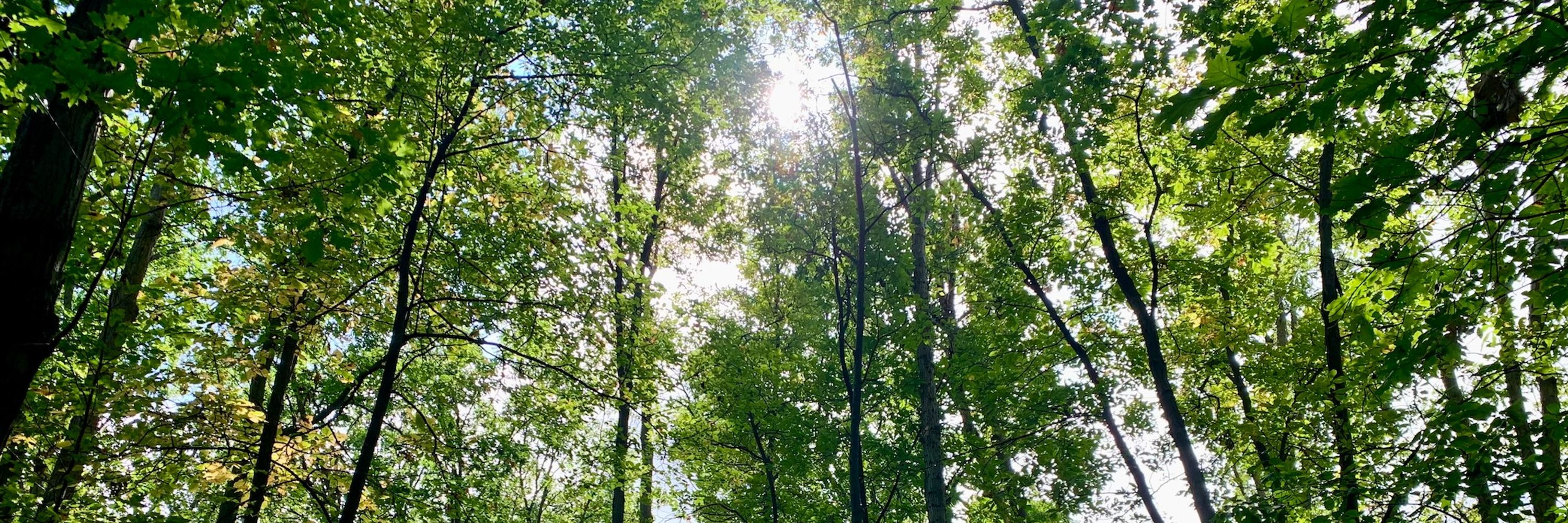 chlorophyllia