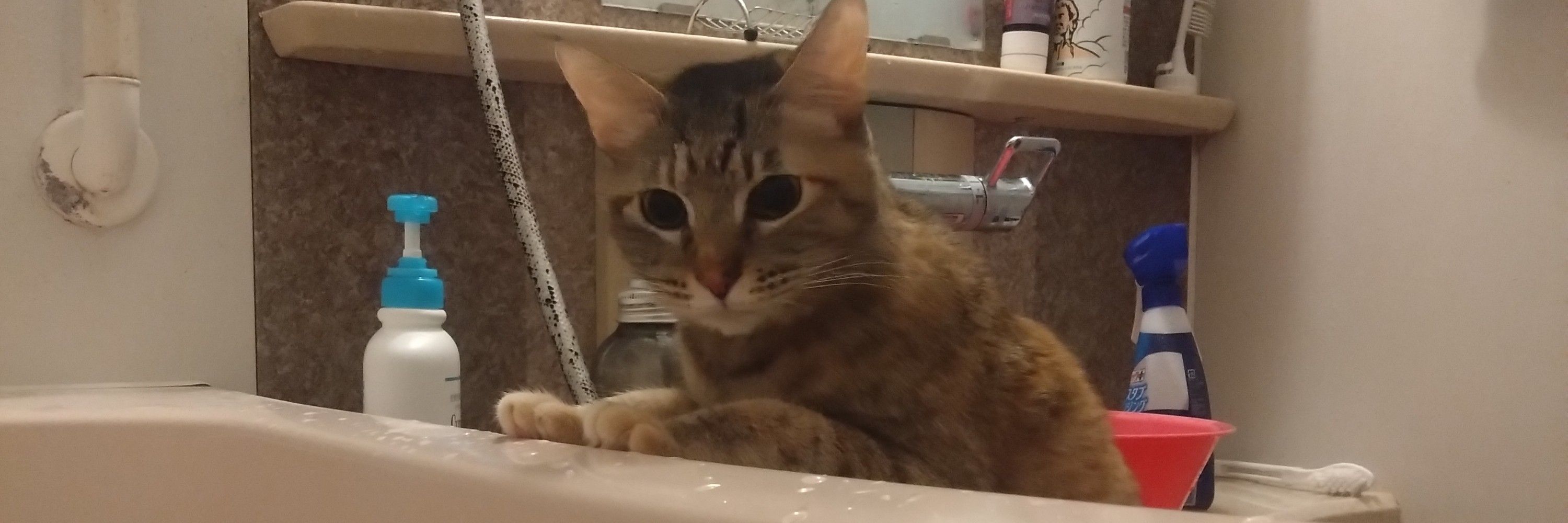 蝸牛