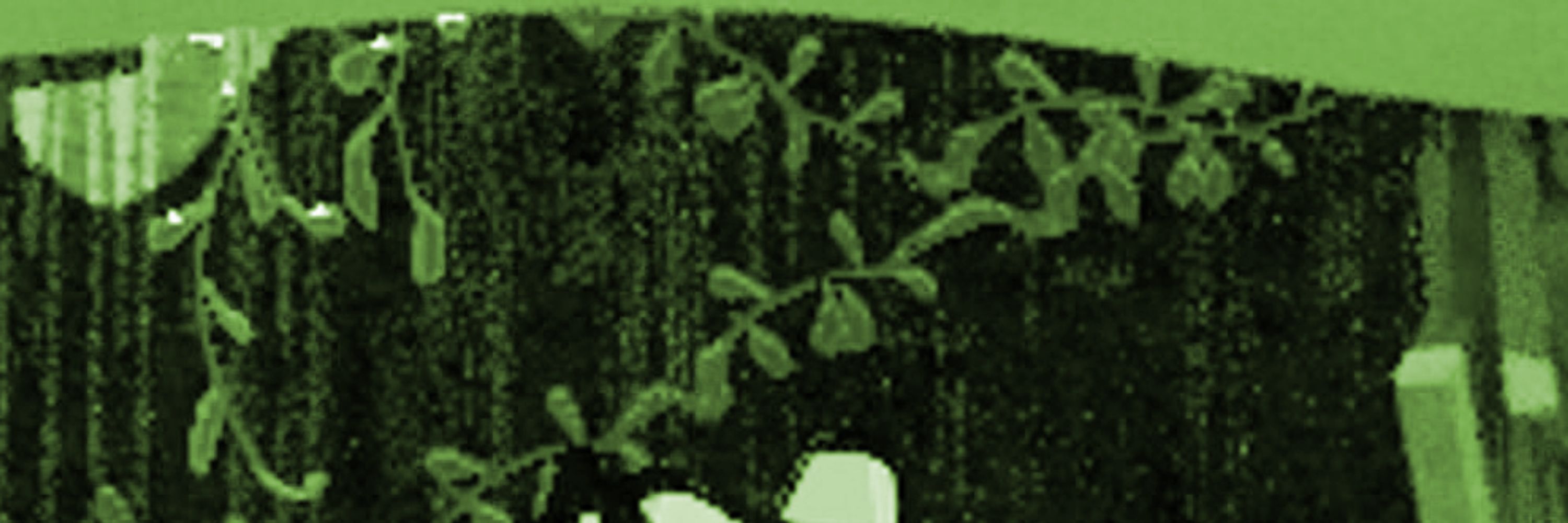 acloudygreen