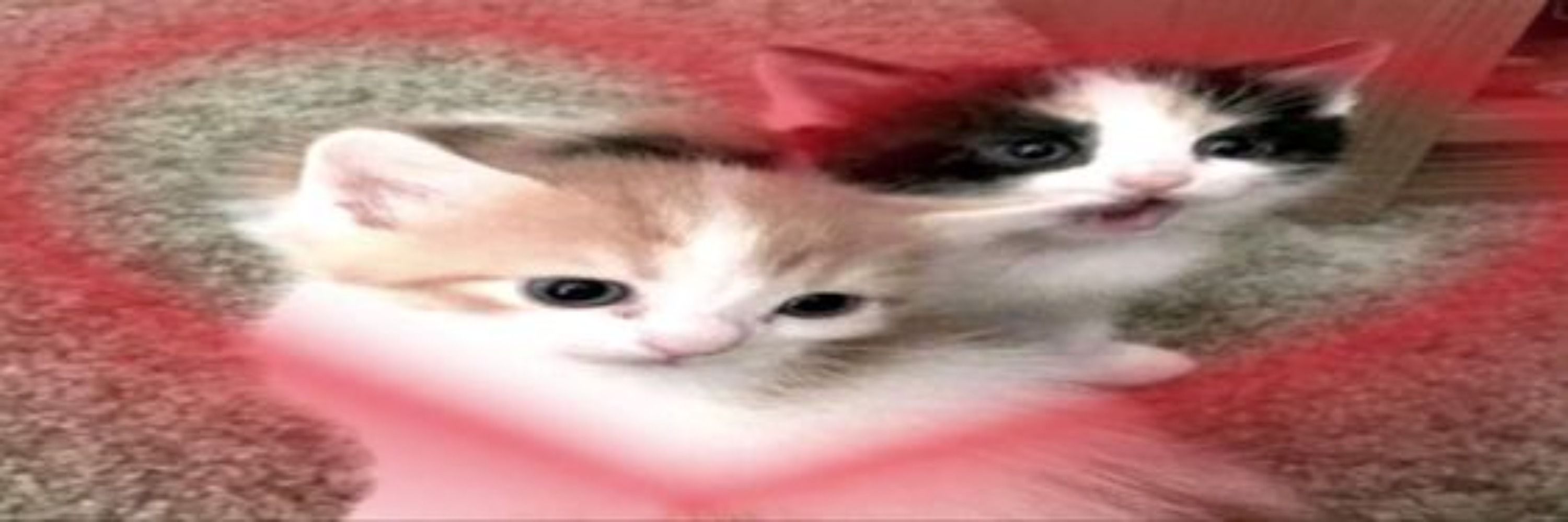 𝑳𝒆𝒕
