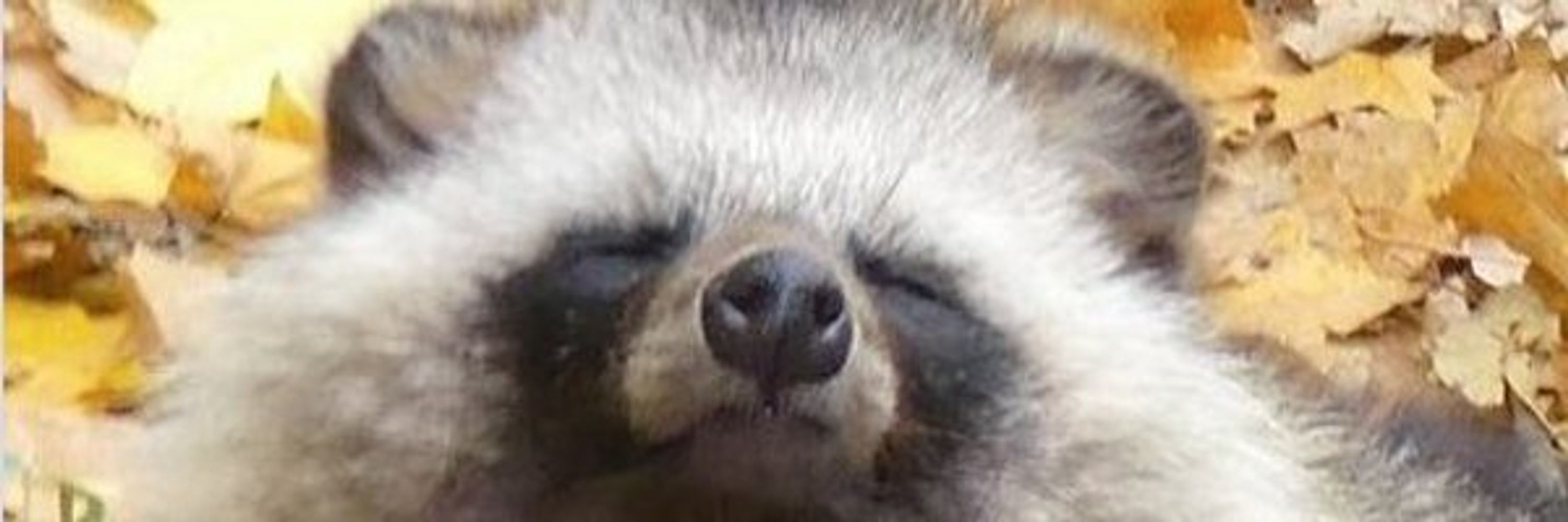 Tanu