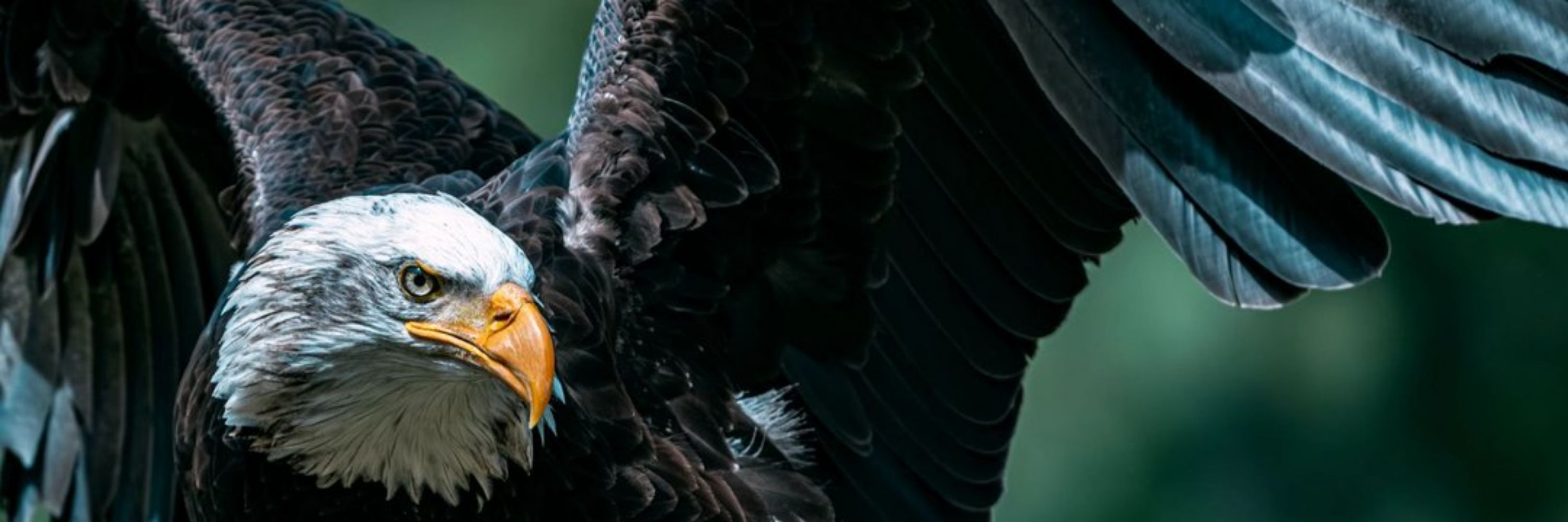 새아저씨🦅뱅