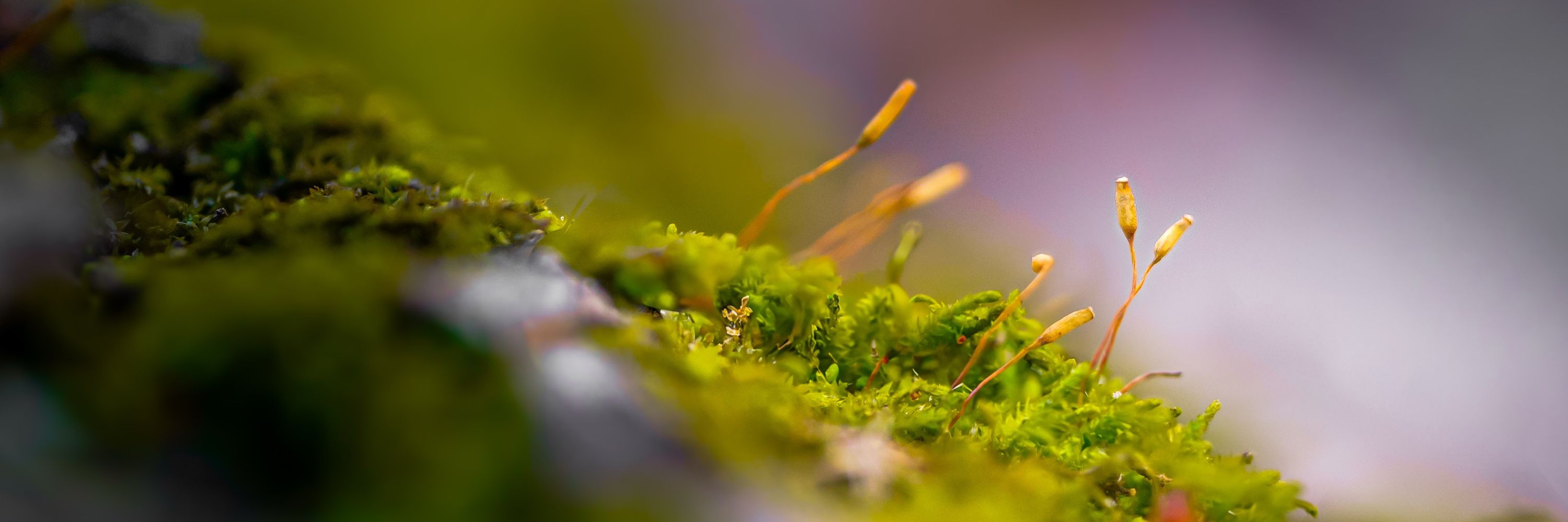 Midwestcapades | Midwest Nature Photography