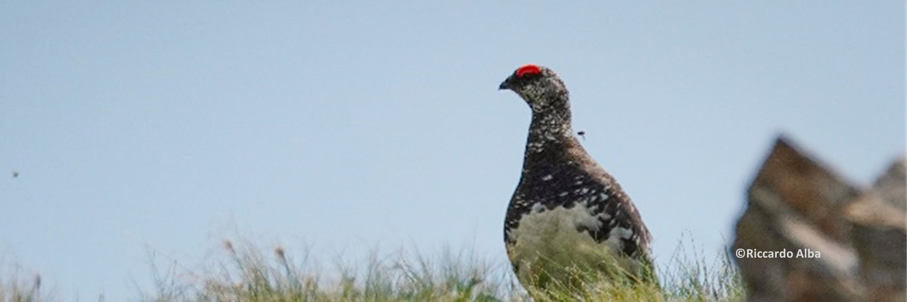 European Ornithologists' Union