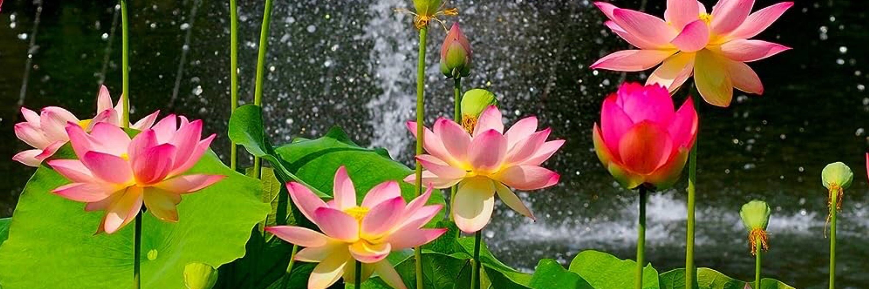 Jiang Lotus