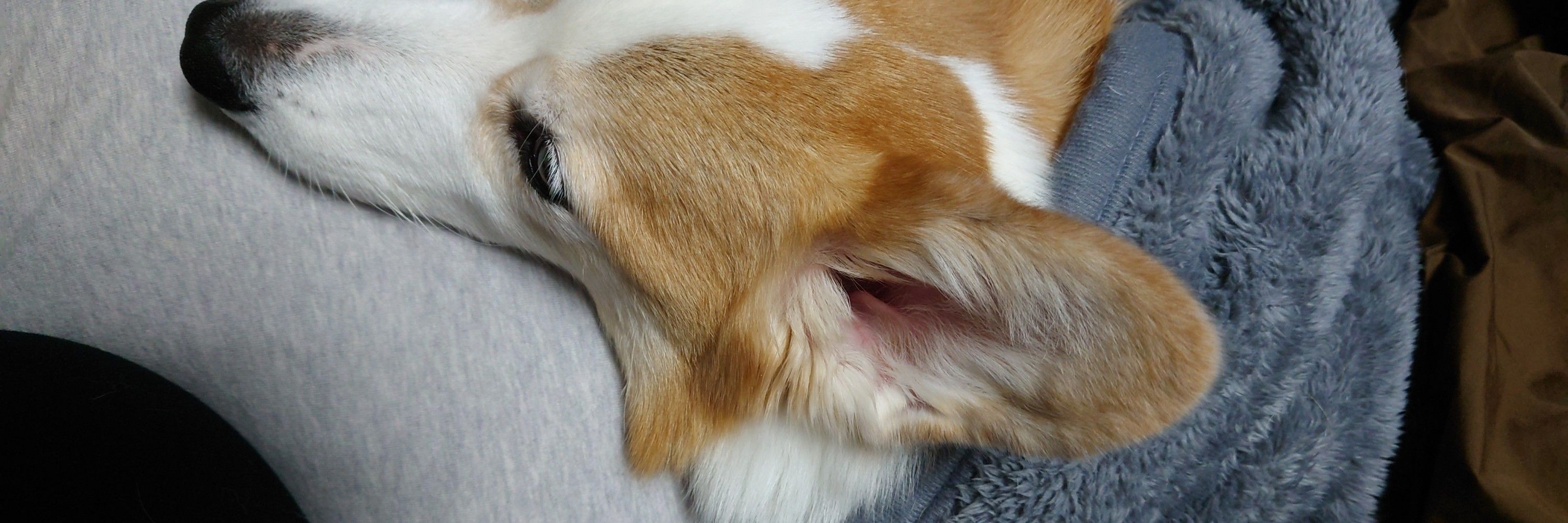 ちくわ