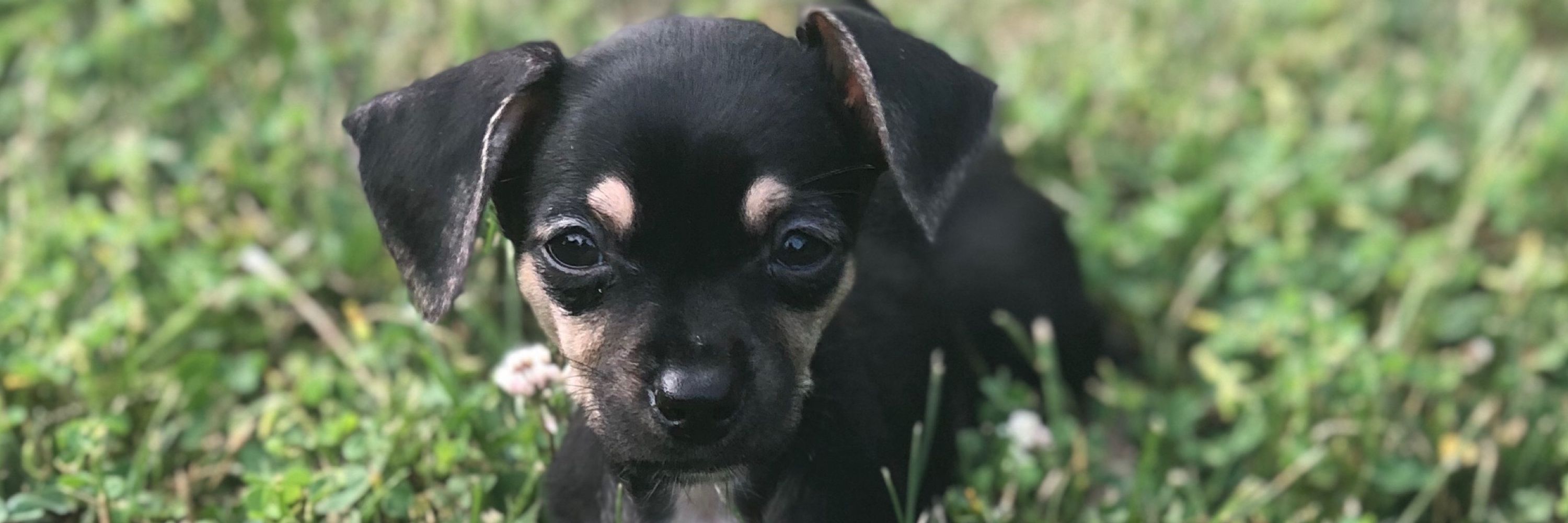 Milo Henry MinPin 🇺🇦🏳️‍🌈🇨🇦🇬🇧🇳🇱 🇵🇷