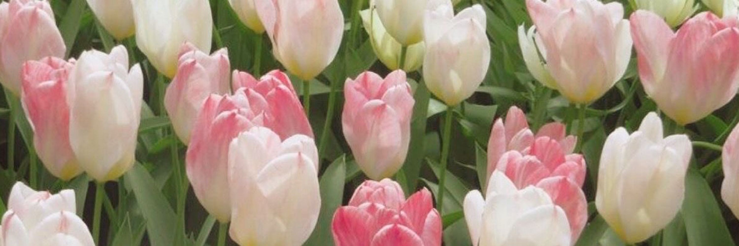 sarah 🌷