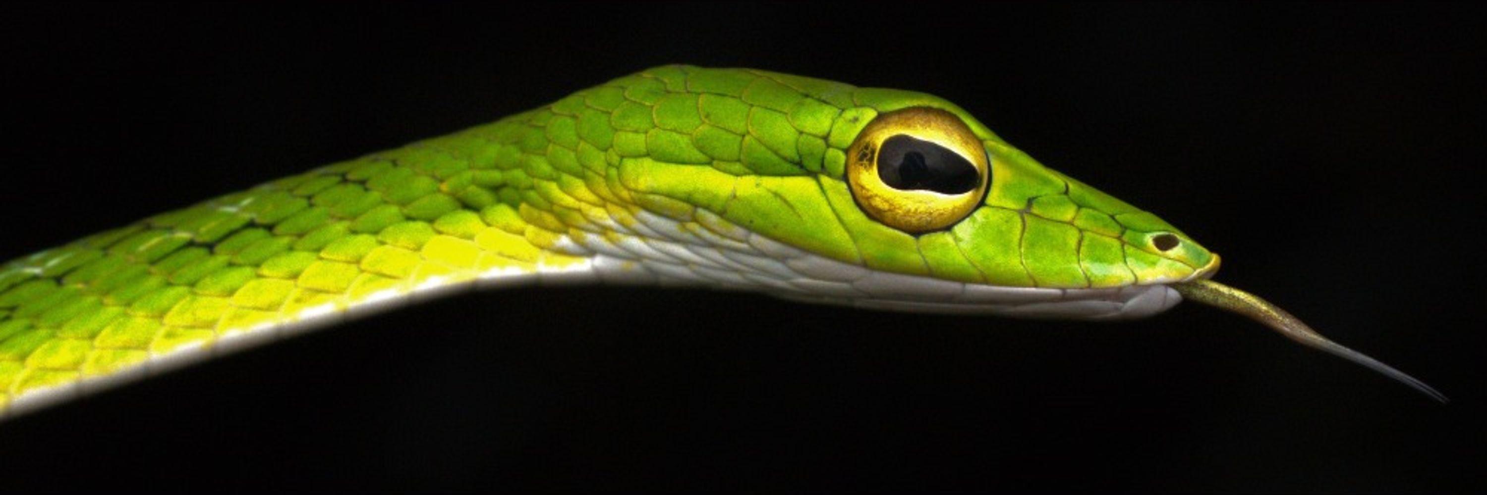 Herpetological Society of Singapore