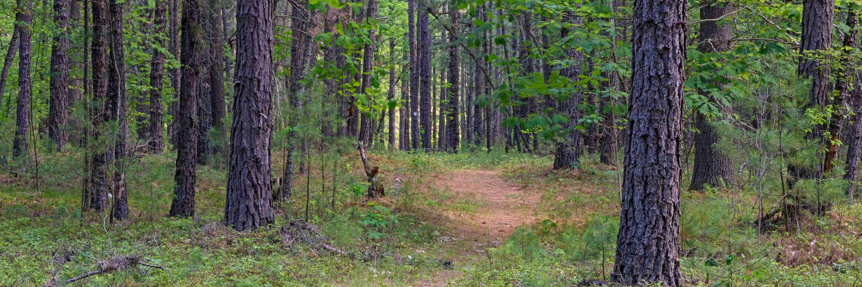 The Jersey Devil 