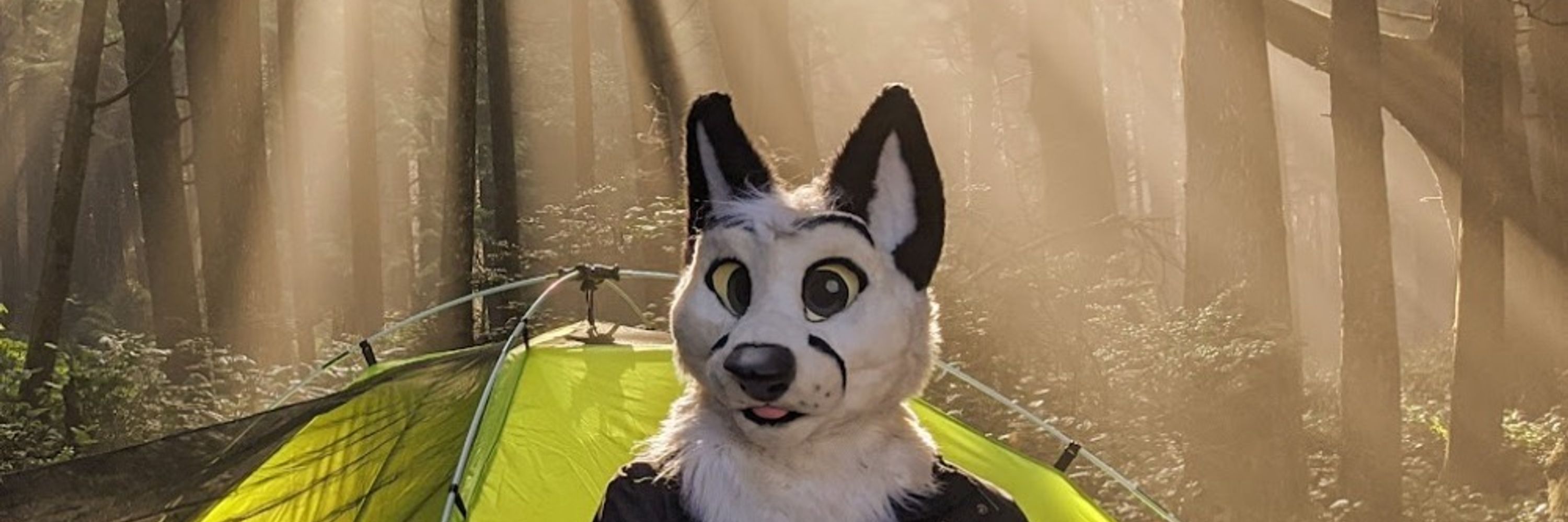 PacketFox