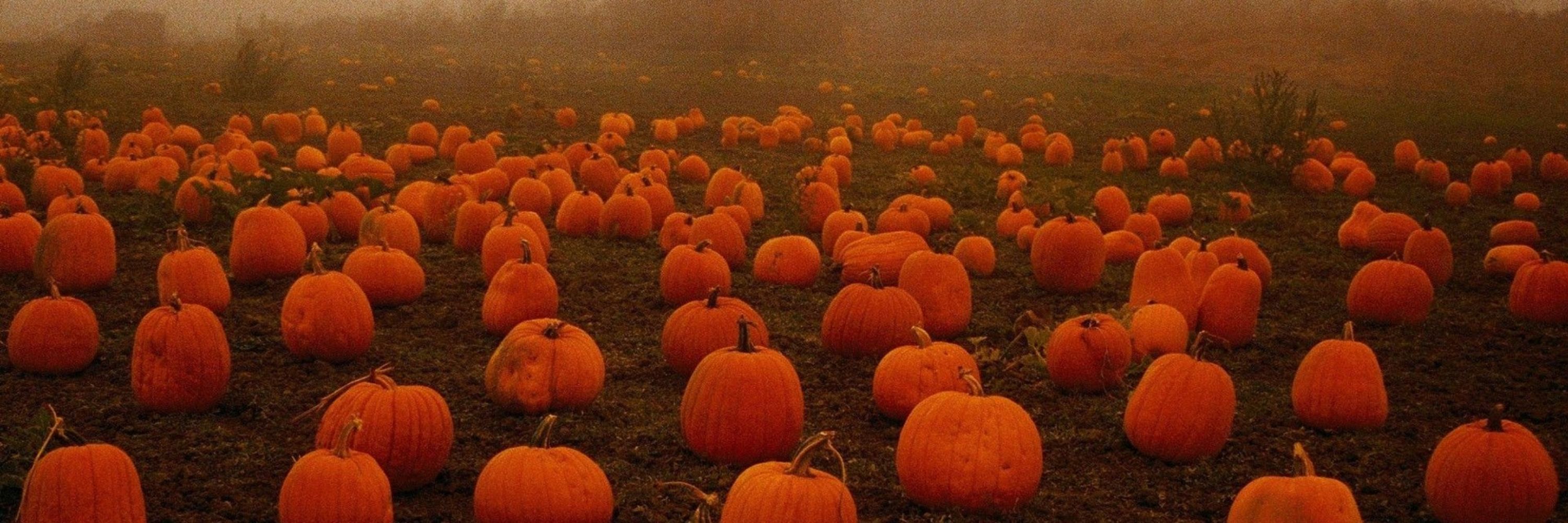The Pumpkin Patch || 🎃🩹