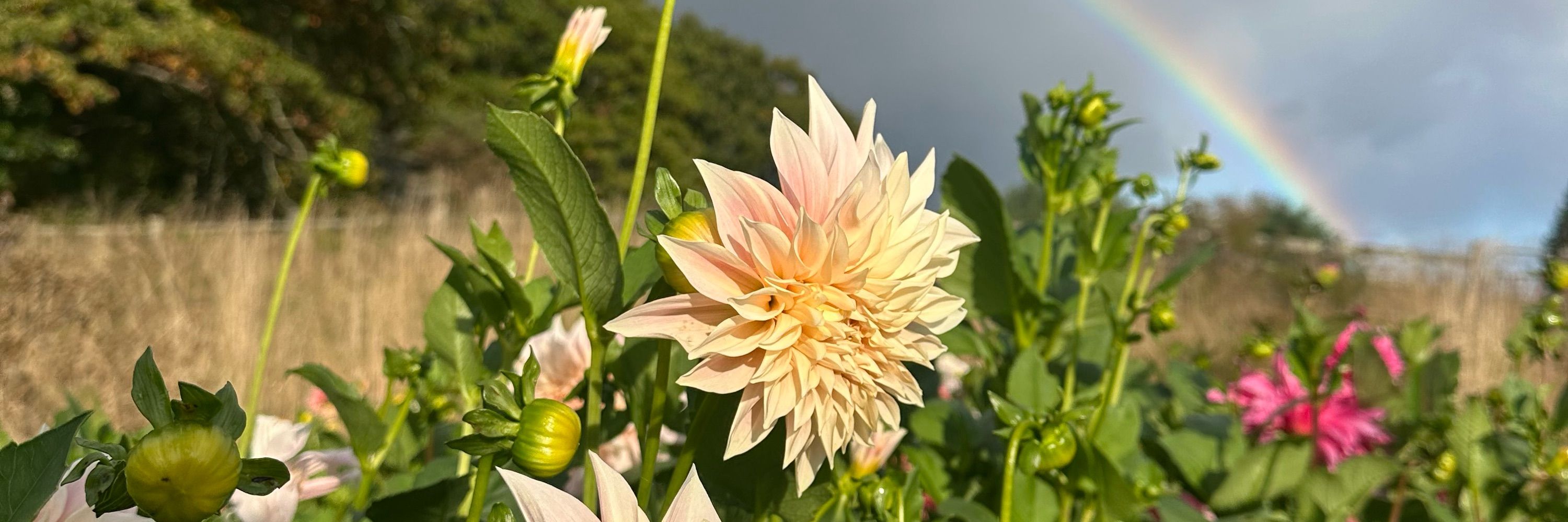 Sea Salt Blooms