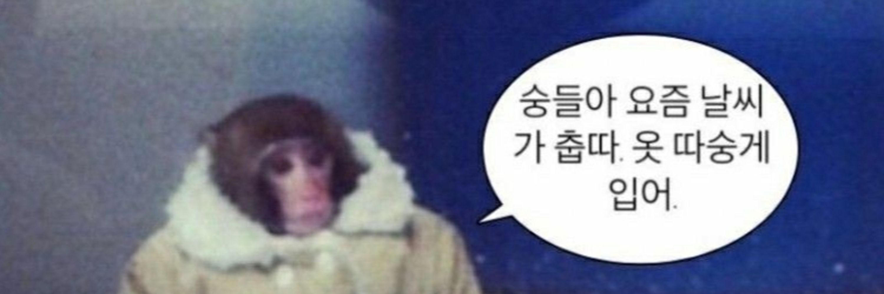 🐒원숭팝🐒