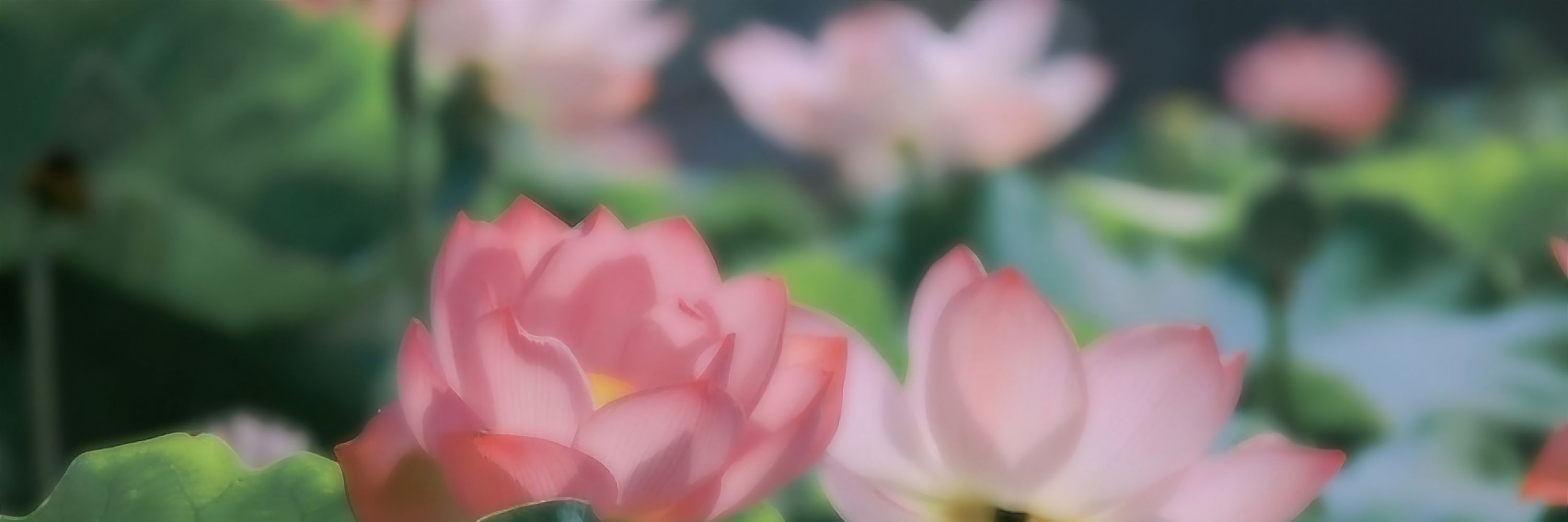 ᴛᴀᴋᴀᴏ.