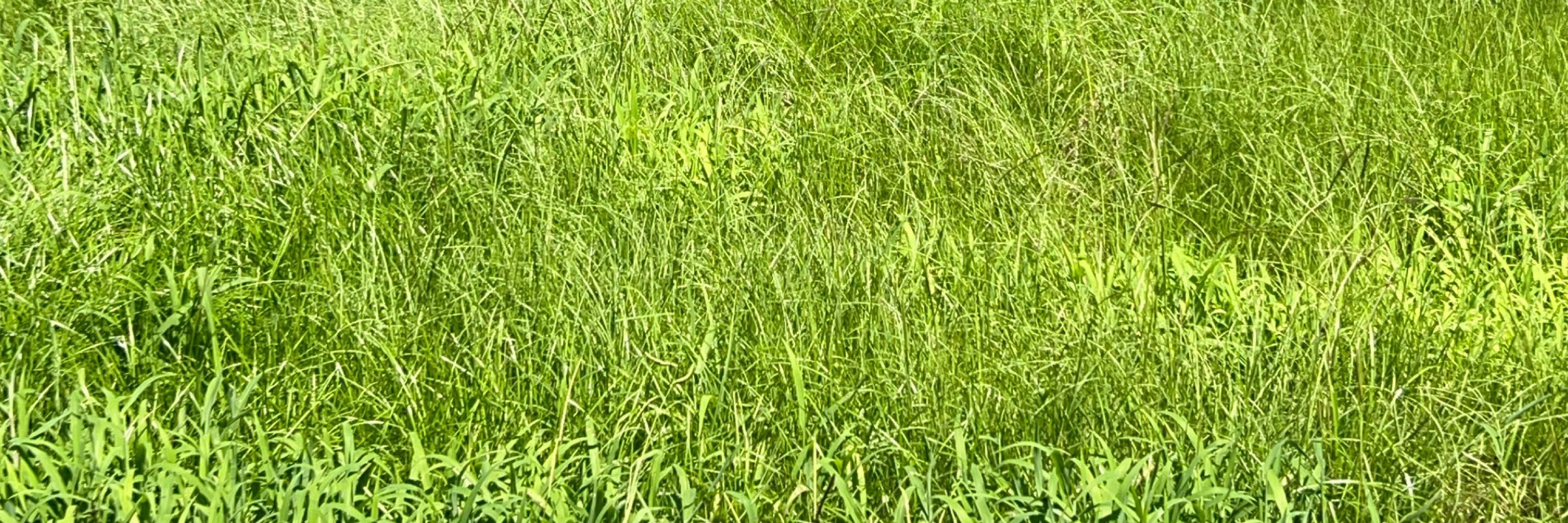ふしばくん