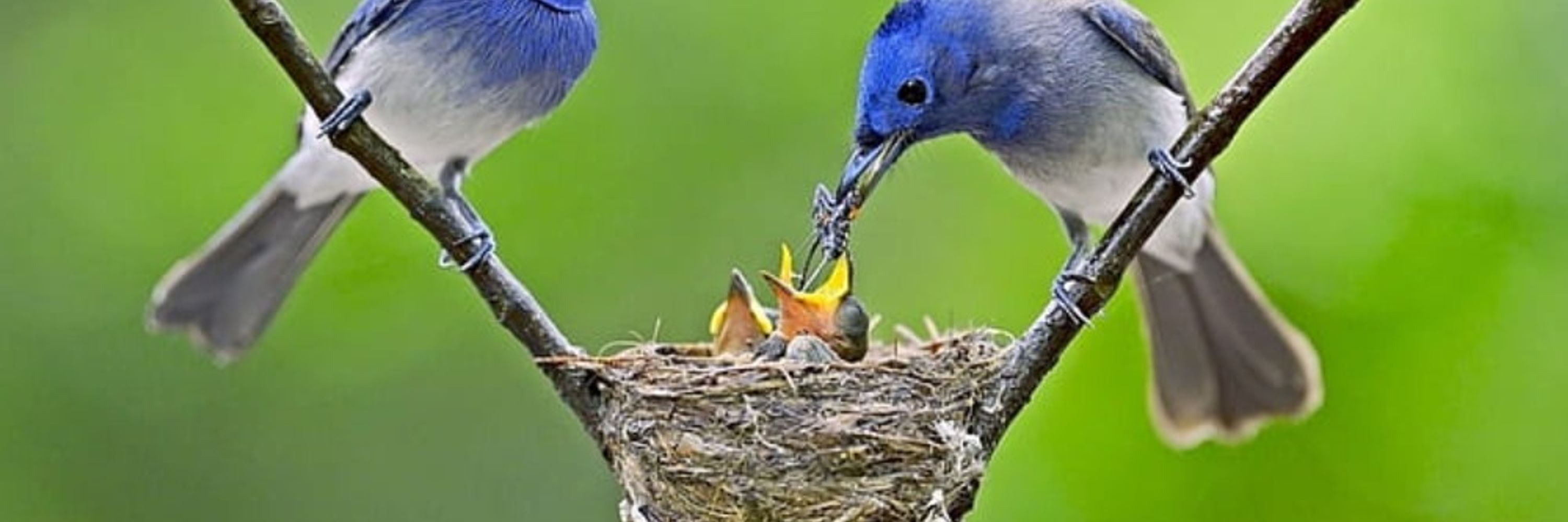 Birds