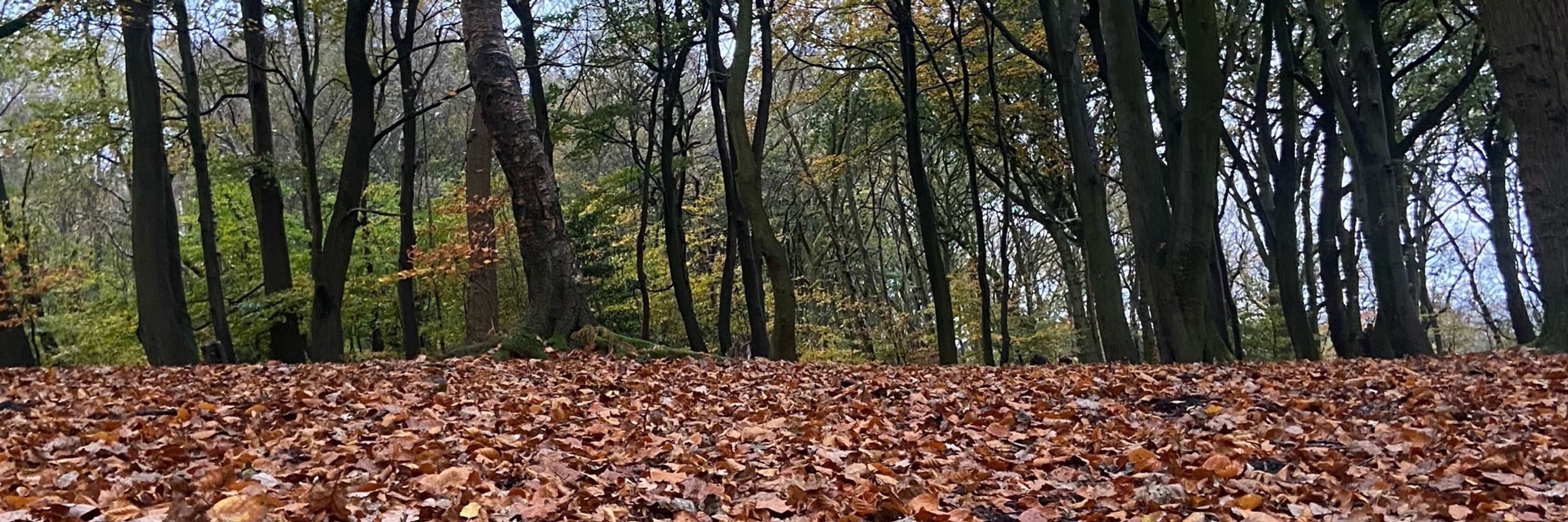 Si