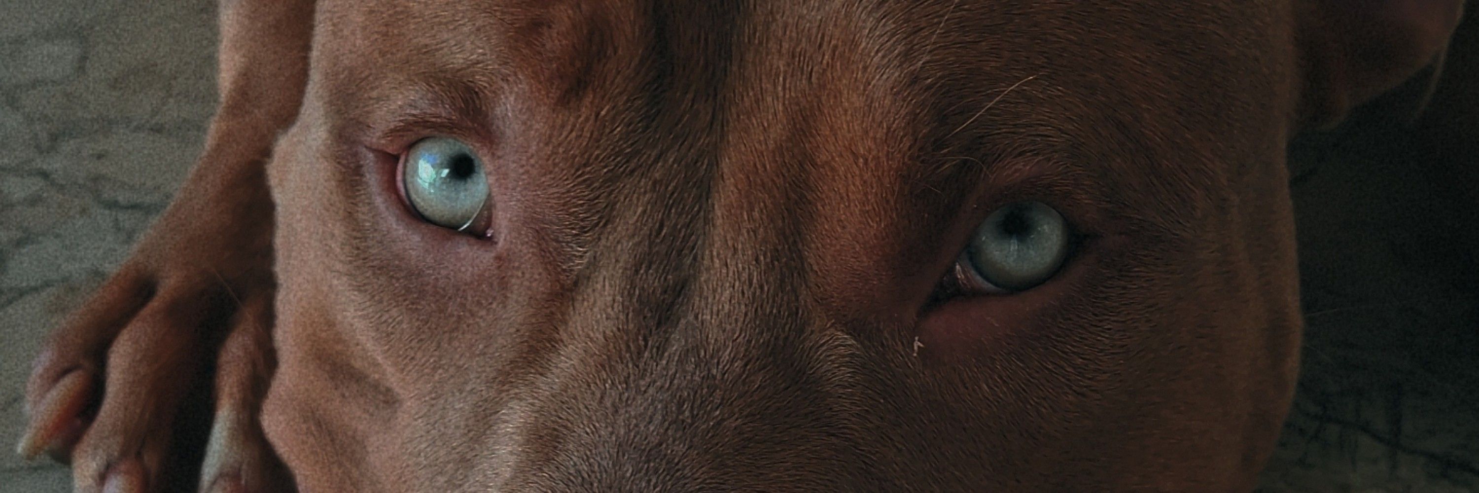 Labraba