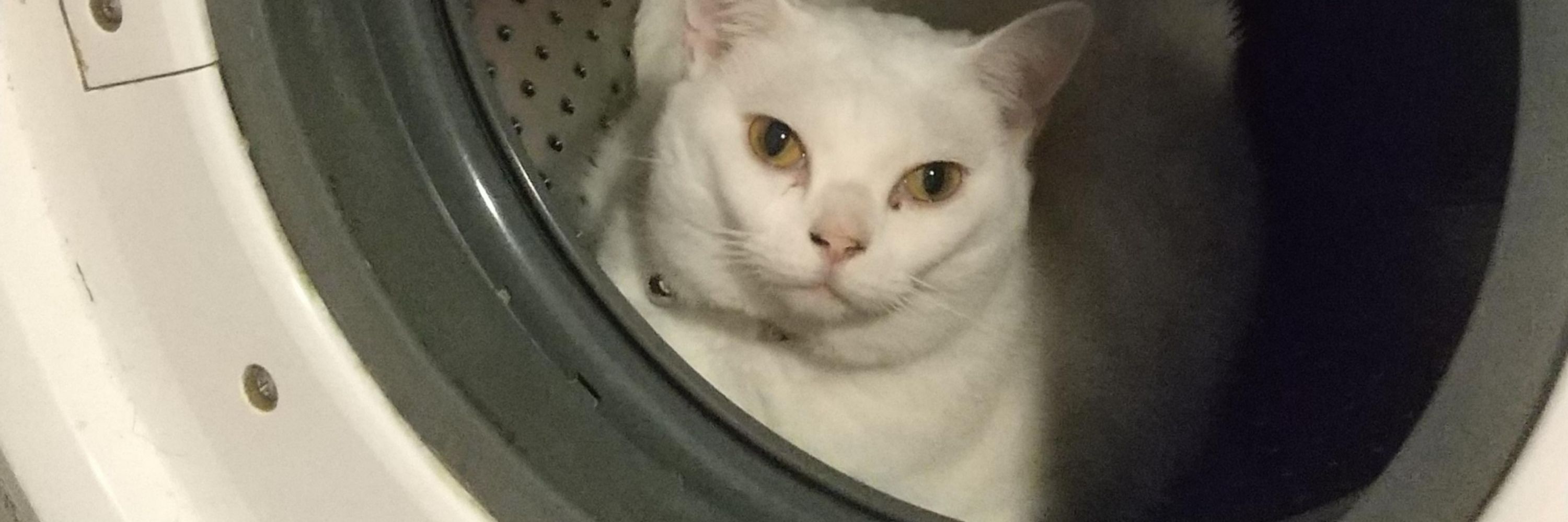   アリス