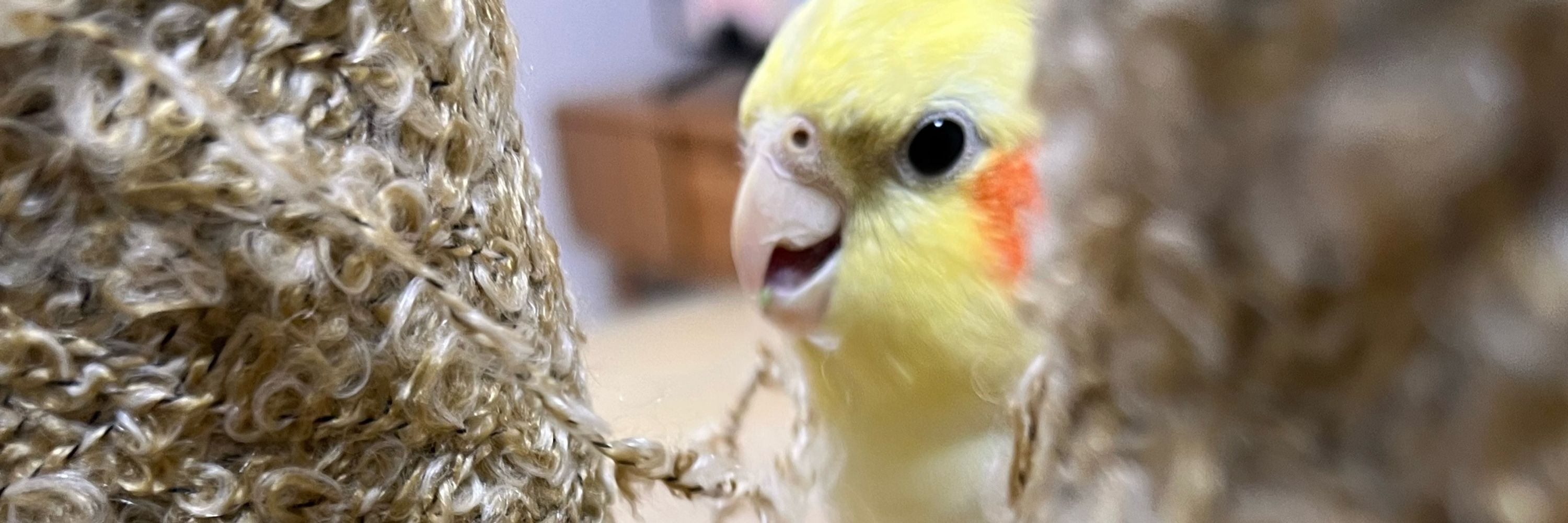 よんいちご