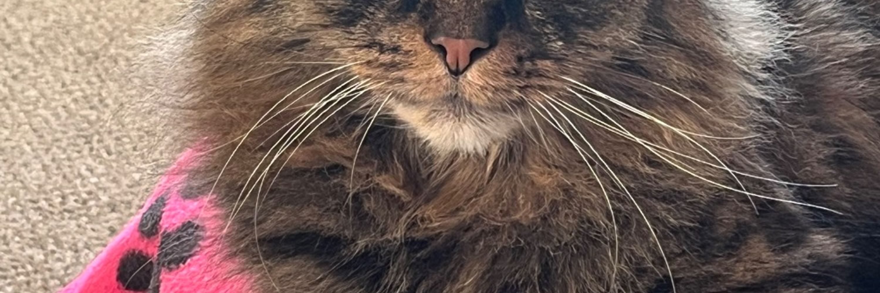 Hugo Mainecoon