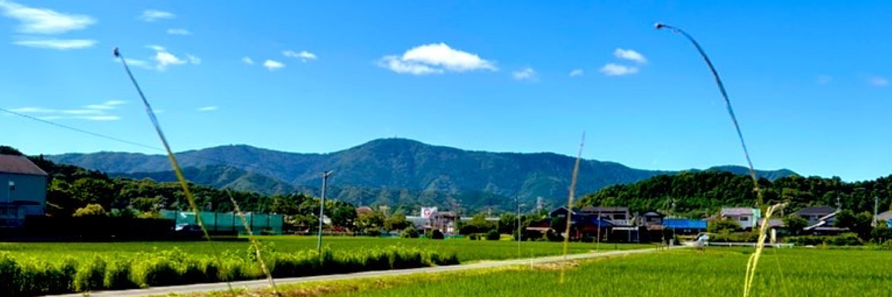 矢薙