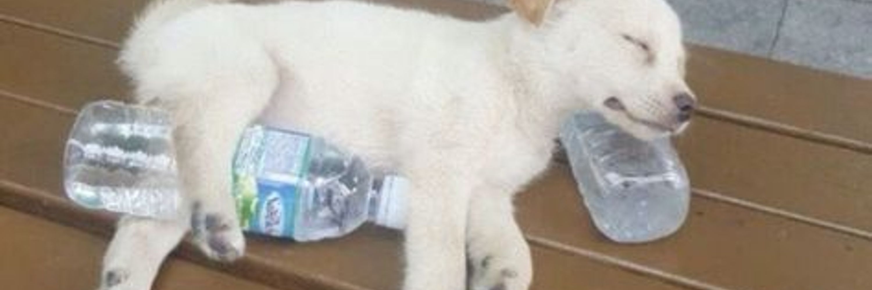  out of context dog