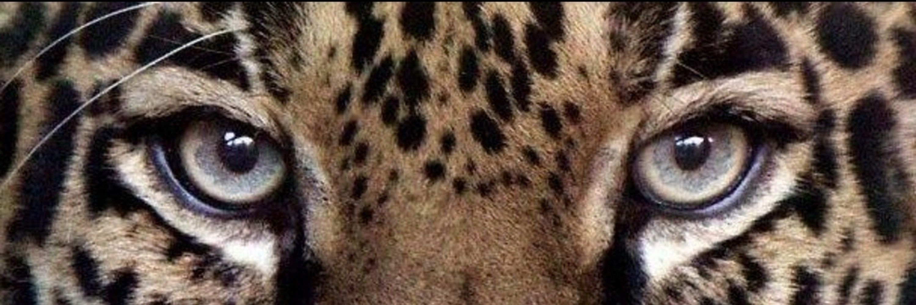 ju