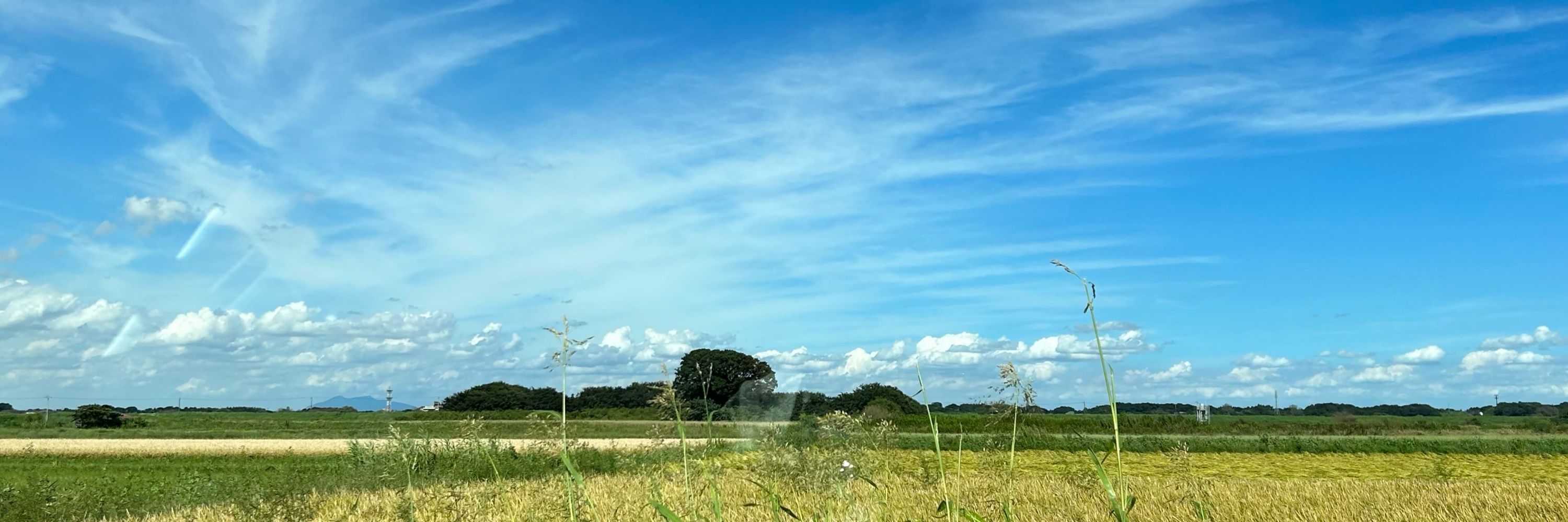Trp.こう♪🎺🌿