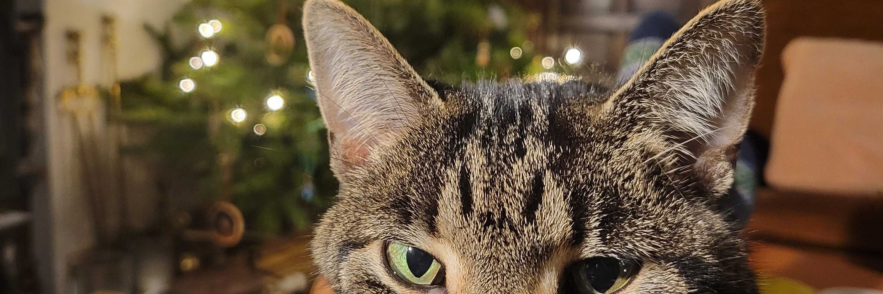 Lucy 