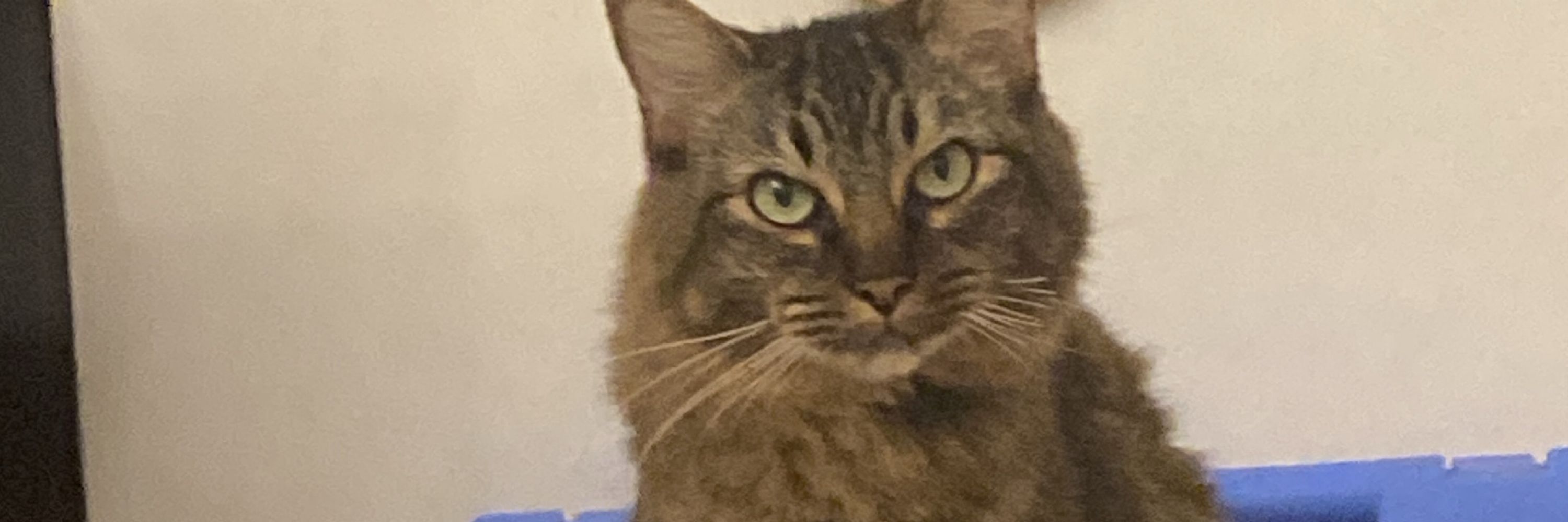 Laura em busca de fofoca 
